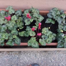 SAMSUNG CAMERA PICTURES