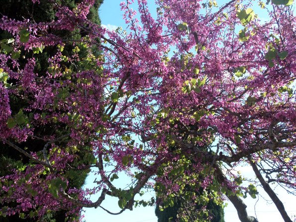 SAMSUNG CAMERA PICTURES