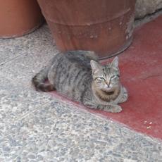 SAMSUNG CAMERA PICTURES