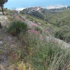 SAMSUNG CAMERA PICTURES