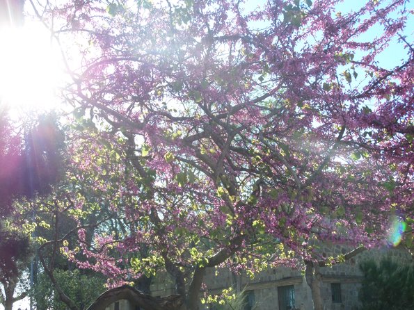 SAMSUNG CAMERA PICTURES