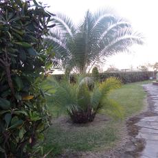 SAMSUNG CAMERA PICTURES