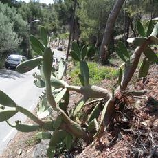 SAMSUNG CAMERA PICTURES