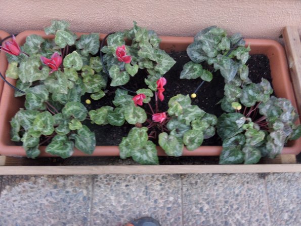 SAMSUNG CAMERA PICTURES