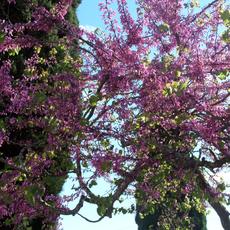 SAMSUNG CAMERA PICTURES