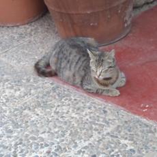 SAMSUNG CAMERA PICTURES