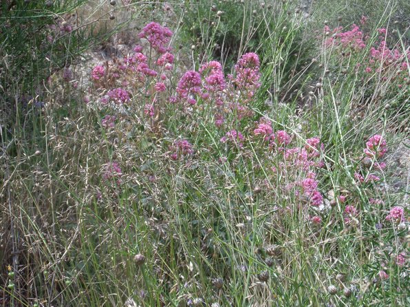 SAMSUNG CAMERA PICTURES